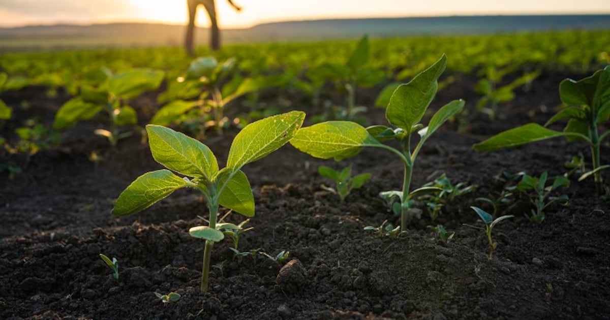 How HydroWatt Zero is supporting innovators for meals security