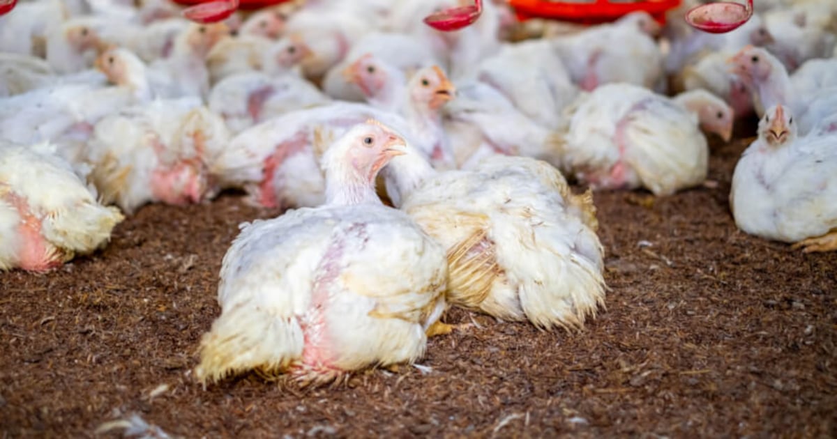 Europe’s fast meals giants’ deplorable poultry welfare progress