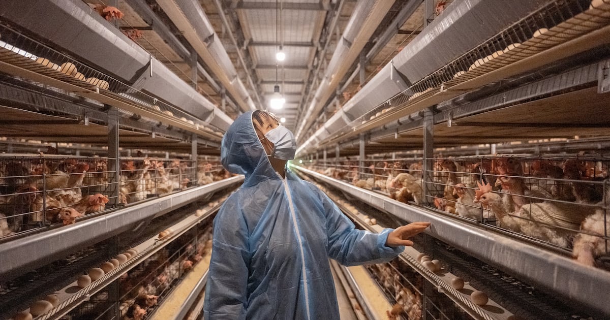 Hen flu situations hike up in Europe and US for Q3